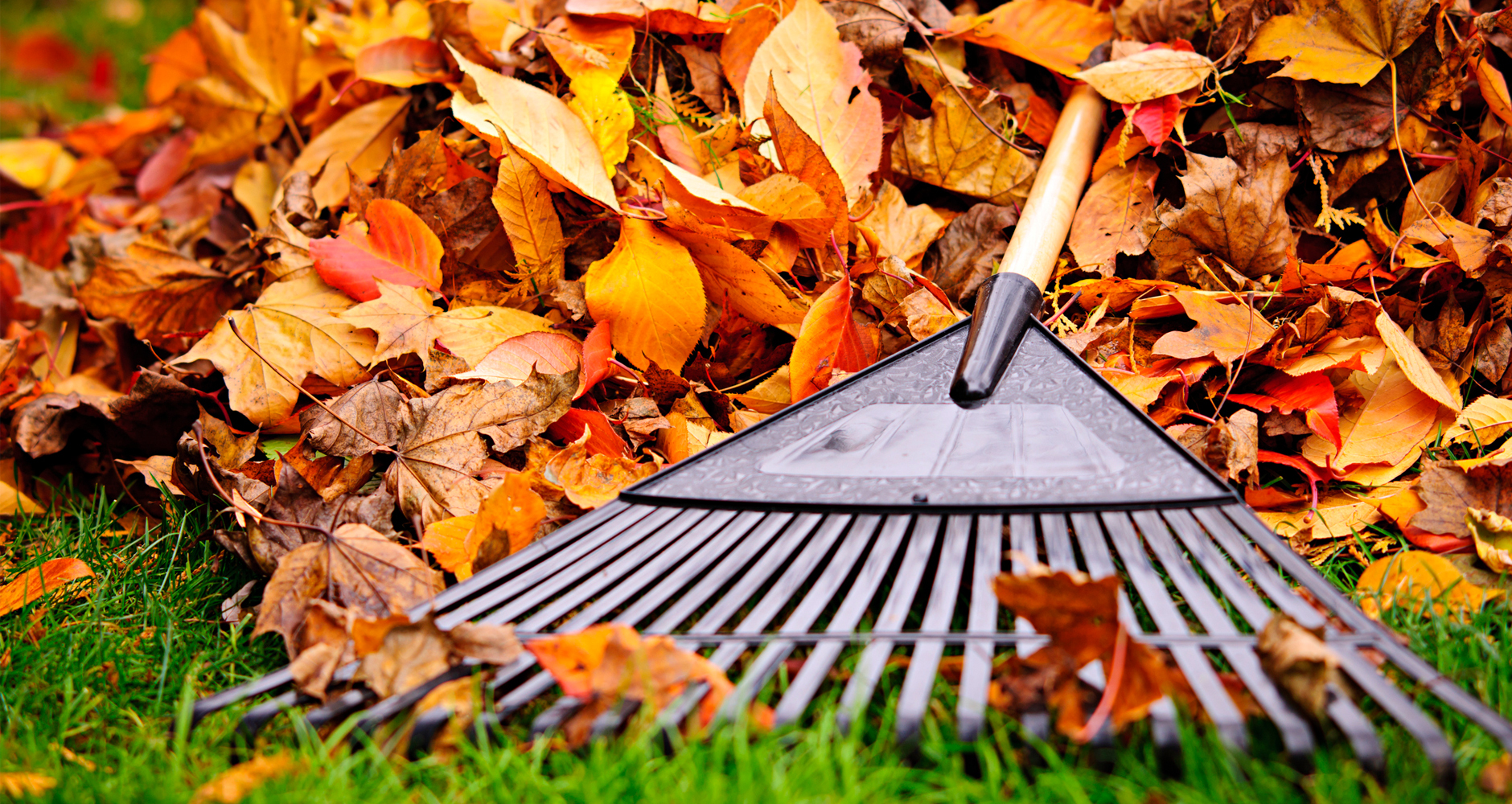 Rake Leaves Or Leave Them I157996456