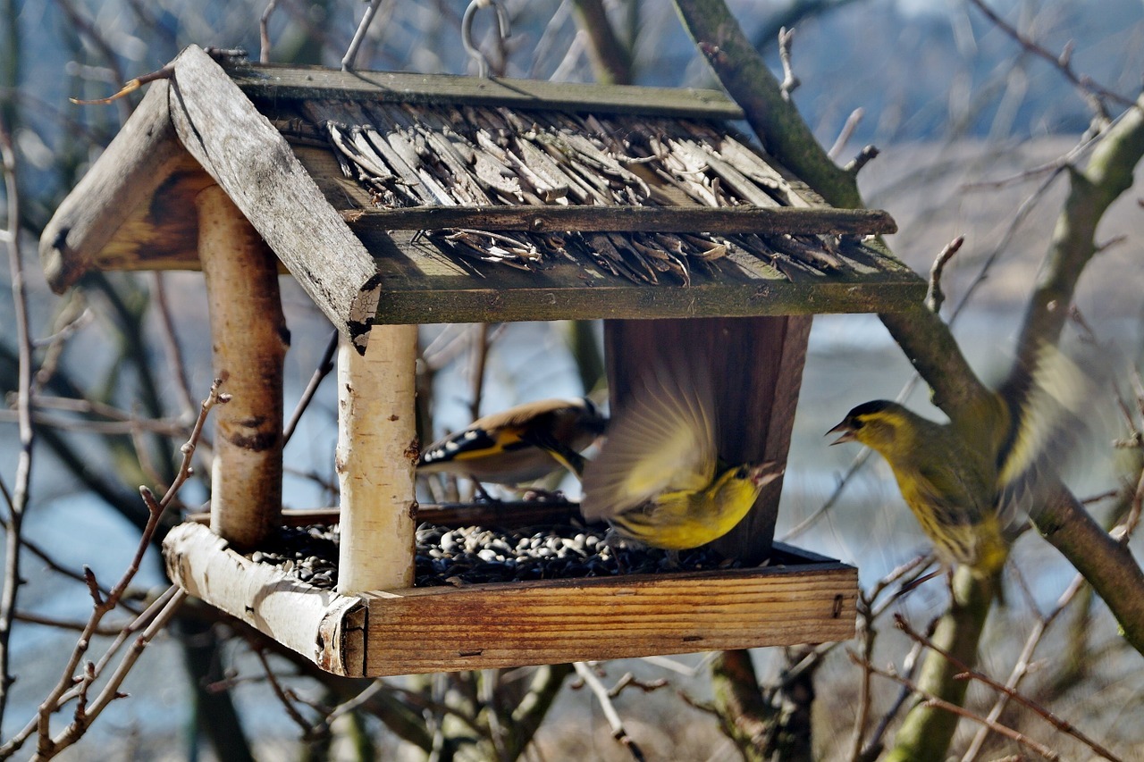 Birds 664232 1280