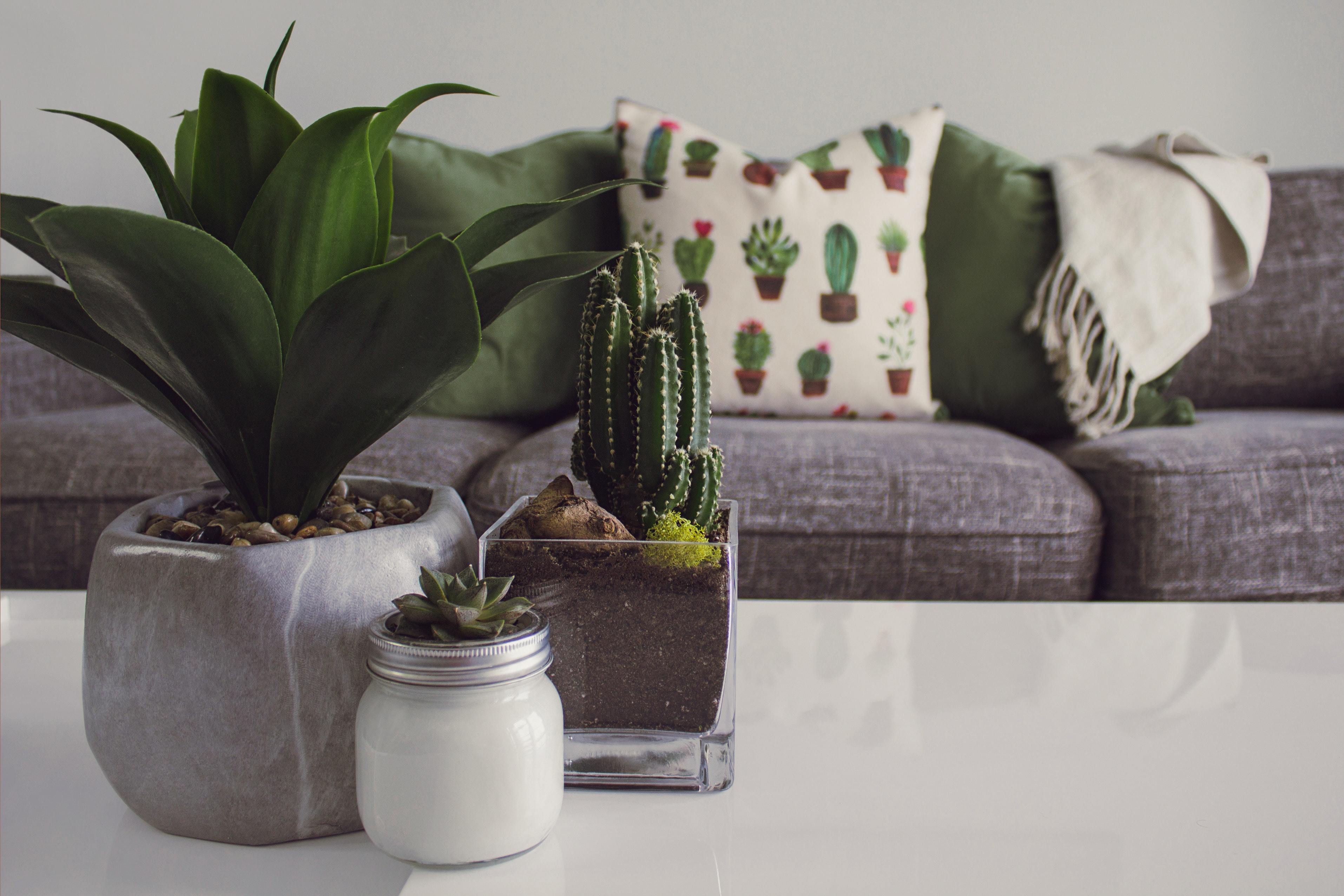 Cactus Cactus Plant Contemporary 1005058